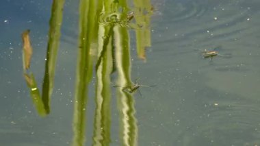 Su yüzeyinde su yürüyüşçüleri