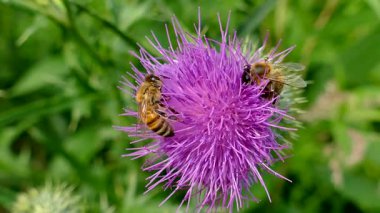 Mor bir çiçeğin üzerindeki bir arının yakın çekimi.
