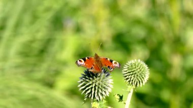 Bahçede çimenlerin üzerinde kelebek