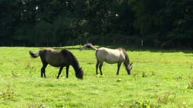 Çayırdaki vahşi atlar