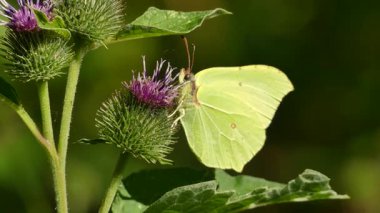 Yaprağın üzerinde güzel bir kelebek
