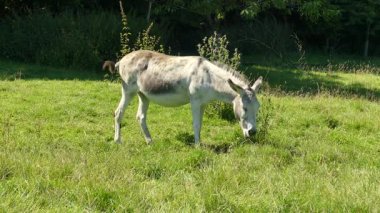 Bir eşek ağıldaki otları kemiriyor.