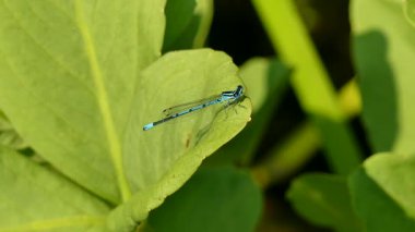 Yeşil yapraklı yusufçuk böceği