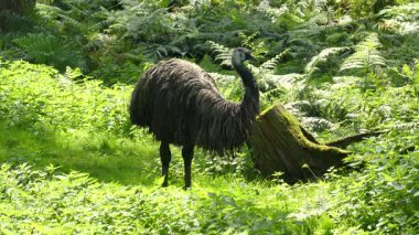 Siyah beyaz bir kuşun yakın plan çekimi.