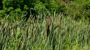 Rüzgarda dalgalanan gölün üstündeki kuyruk.