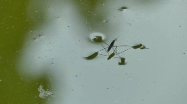 Su yüzeyindeki bir su yürüyücüsüne yakın çekim