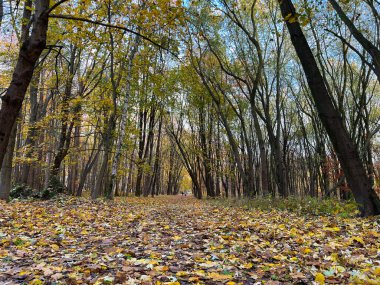 Şehir parkında sonbahar sezonu. Ağaçlarda mükemmel sonbahar renkleri.
