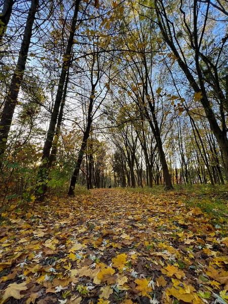 Осенний Сезон Городском Парке Идеальные Осенние Цвета Деревьях — стоковое фото