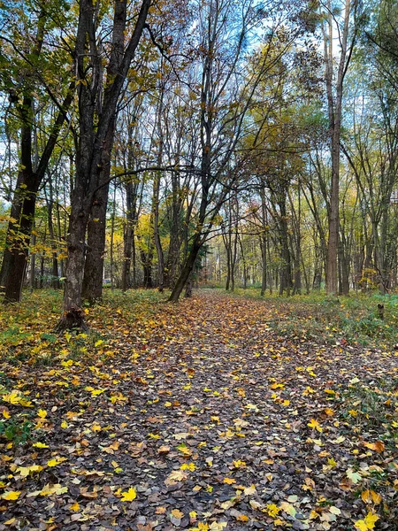 공원의 시즌이다 색깔의 나무들 — 스톡 사진