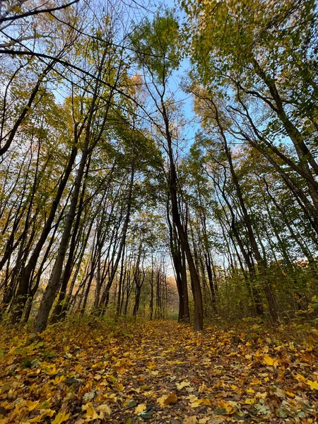 공원의 시즌이다 색깔의 나무들 — 스톡 사진