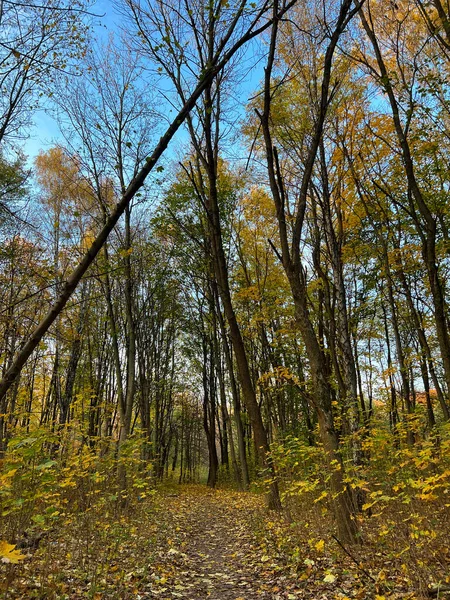 Осінь Міському Парку Ідеальні Осінні Кольори Деревах — стокове фото