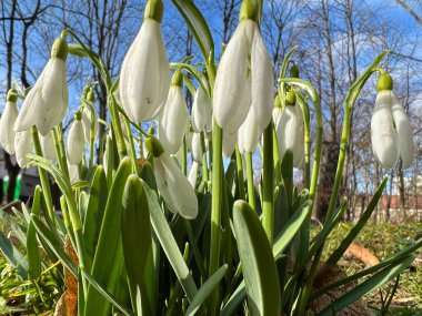 Bahar mevsiminin başlarında yakın çekim timsahları