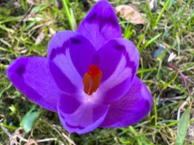 Bahar mevsiminin başlarında yakın çekim timsahları