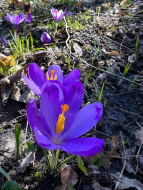 Bahar mevsiminin başlarında yakın plan timsah resimleri.