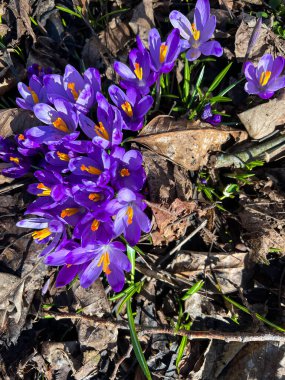 Bahar mevsiminin başlarında yakın plan timsah resimleri.