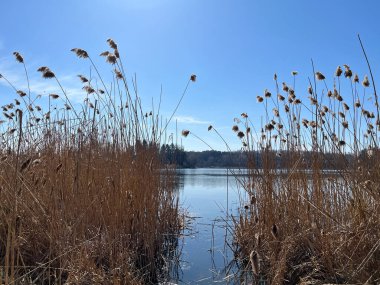 Güneşli bir günde orman ve göl manzarası. Bahar mevsiminin başlarında mükemmel manzara manzarası.