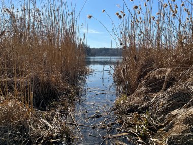 Güneşli bir günde orman ve göl manzarası. Bahar mevsiminin başlarında mükemmel manzara manzarası.