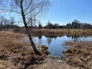 Güneşli bir günde orman ve göl manzarası. Bahar mevsiminin başlarında mükemmel manzara manzarası.