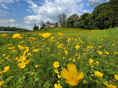 Ukrayna 'nın batısındaki eski şatonun mimarisi. Güneşli bir günde mükemmel bir mimari yapı.
