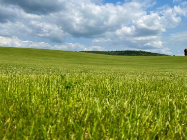 Harika bir açık hava parkı. Güneşli hava ve gökyüzündeki ışık bulutları inanılmaz bir atmosfer yaratır. Güzel güneşli yaz günü