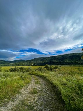 Muhteşem Karpat dağları yaz mevsiminde orman ve bulutlarla kaplı arka plan  