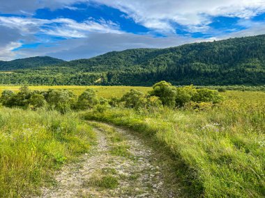 Muhteşem Karpat dağları yaz mevsiminde orman ve bulutlarla kaplı arka plan  