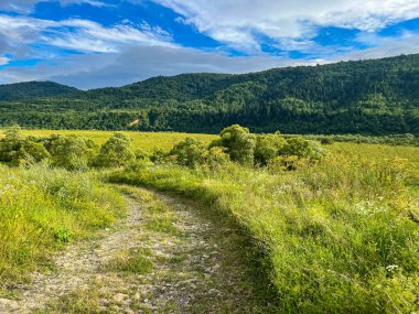 Muhteşem Karpat dağları yaz mevsiminde orman ve bulutlarla kaplı arka plan  