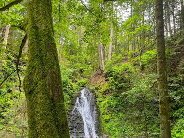 Sahne görkemli bir şelaleyi ihtişamlı bir şekilde yakalar, sanki zamanda donmuşçasına. Kristal berrak su, kayalık bir uçurumdan düşer. Köpüklü beyaz püskürtüsü, etrafındaki arazinin toprak tonlarına zıt düşer..