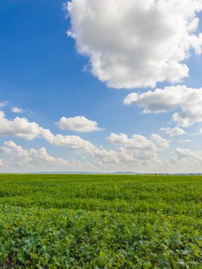Altın tarlalar güneşin sıcacık kucağında, yumuşak beyaz bulutların altında güneşleniyor. Doğa, güneşli bir günde resim yapıyor..