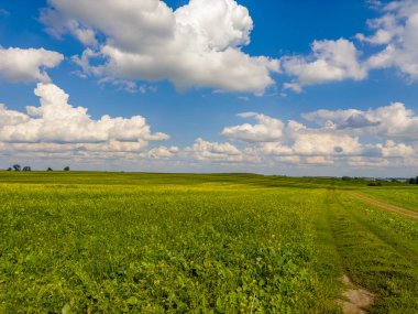 Altın tarlalar güneşin sıcacık kucağında, yumuşak beyaz bulutların altında güneşleniyor. Doğa, güneşli bir günde resim yapıyor..