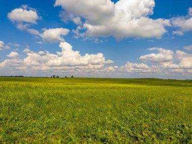 Altın tarlalar güneşin sıcacık kucağında, yumuşak beyaz bulutların altında güneşleniyor. Doğa, güneşli bir günde resim yapıyor..