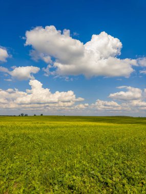 Altın tarlalar güneşin sıcacık kucağında, yumuşak beyaz bulutların altında güneşleniyor. Doğa, güneşli bir günde resim yapıyor..