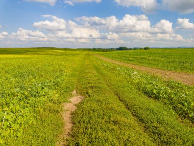 Altın tarlalar güneşin sıcacık kucağında, yumuşak beyaz bulutların altında güneşleniyor. Doğa, güneşli bir günde resim yapıyor..