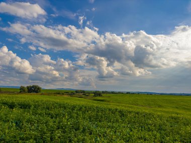 Altın tarlalar güneşin sıcacık kucağında, yumuşak beyaz bulutların altında güneşleniyor. Doğa, güneşli bir günde resim yapıyor..