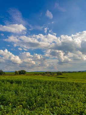 Altın tarlalar güneşin sıcacık kucağında, yumuşak beyaz bulutların altında güneşleniyor. Doğa, güneşli bir günde resim yapıyor..