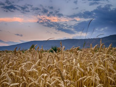 Yaz mevsiminde gün batımında Karpatlar 'ın muhteşem manzara manzarası 