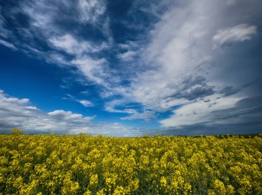 Parlak, güneşli bir gökyüzünün altında geniş bir tarım arazisi barındıran manzaralı kırsal alan. Ufuk boyunca uzanan altın ekinler, açık mavi gökyüzü ve yukarda yumuşak beyaz bulutlar
