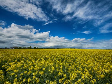 Parlak, güneşli bir gökyüzünün altında geniş bir tarım arazisi barındıran manzaralı kırsal alan. Ufuk boyunca uzanan altın ekinler, açık mavi gökyüzü ve yukarda yumuşak beyaz bulutlar