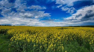 Parlak, güneşli bir gökyüzünün altında geniş bir tarım arazisi barındıran manzaralı kırsal alan. Ufuk boyunca uzanan altın ekinler, açık mavi gökyüzü ve yukarda yumuşak beyaz bulutlar