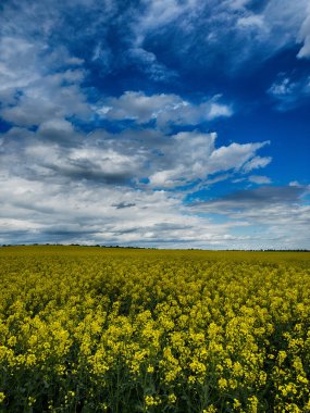Parlak, güneşli bir gökyüzünün altında geniş bir tarım arazisi barındıran manzaralı kırsal alan. Ufuk boyunca uzanan altın ekinler, açık mavi gökyüzü ve yukarda yumuşak beyaz bulutlar