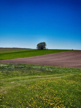 Parlak, güneşli bir gökyüzünün altında geniş bir tarım arazisi barındıran manzaralı kırsal alan. Ufuk boyunca uzanan altın ekinler, açık mavi gökyüzü ve yukarda yumuşak beyaz bulutlar