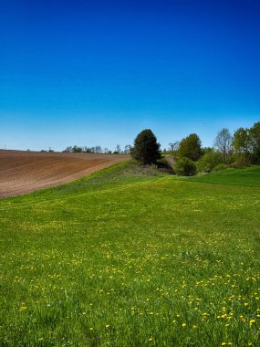 Parlak, güneşli bir gökyüzünün altında geniş bir tarım arazisi barındıran manzaralı kırsal alan. Ufuk boyunca uzanan altın ekinler, açık mavi gökyüzü ve yukarda yumuşak beyaz bulutlar