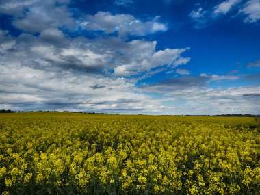 Parlak, güneşli bir gökyüzünün altında geniş bir tarım arazisi barındıran manzaralı kırsal alan. Ufuk boyunca uzanan altın ekinler, açık mavi gökyüzü ve yukarda yumuşak beyaz bulutlar