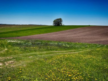Parlak, güneşli bir gökyüzünün altında geniş bir tarım arazisi barındıran manzaralı kırsal alan. Ufuk boyunca uzanan altın ekinler, açık mavi gökyüzü ve yukarda yumuşak beyaz bulutlar