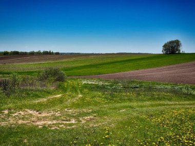 Parlak, güneşli bir gökyüzünün altında geniş bir tarım arazisi barındıran manzaralı kırsal alan. Ufuk boyunca uzanan altın ekinler, açık mavi gökyüzü ve yukarda yumuşak beyaz bulutlar