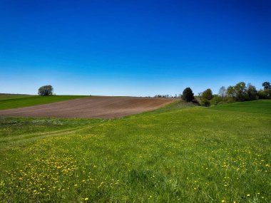 Parlak, güneşli bir gökyüzünün altında geniş bir tarım arazisi barındıran manzaralı kırsal alan. Ufuk boyunca uzanan altın ekinler, açık mavi gökyüzü ve yukarda yumuşak beyaz bulutlar