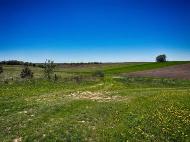 Parlak, güneşli bir gökyüzünün altında geniş bir tarım arazisi barındıran manzaralı kırsal alan. Ufuk boyunca uzanan altın ekinler, açık mavi gökyüzü ve yukarda yumuşak beyaz bulutlar
