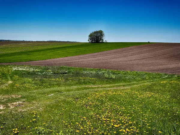 Parlak, güneşli bir gökyüzünün altında geniş bir tarım arazisi barındıran manzaralı kırsal alan. Ufuk boyunca uzanan altın ekinler, açık mavi gökyüzü ve yukarda yumuşak beyaz bulutlar