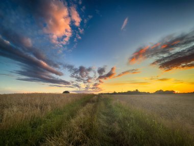 Gün batımında altın buğday tarlası, sıcak akşam ışığında parlıyor. Zengin dokuları, canlı renkleri ve huzurlu bir yaz atmosferi olan sakin bir kırsal bölge. Tarım, doğa, kırsal veya hasat temalı içerik için ideal.