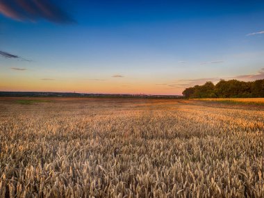 Gün batımında altın buğday tarlası, sıcak akşam ışığında parlıyor. Zengin dokuları, canlı renkleri ve huzurlu bir yaz atmosferi olan sakin bir kırsal bölge. Tarım, doğa, kırsal veya hasat temalı içerik için ideal.